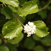 Oval-leaved Viburnum - Photo (c) Eric Knight, all rights reserved