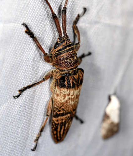 Phelipara submarmorata