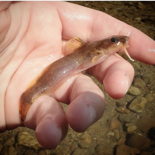 Ozark Madtom