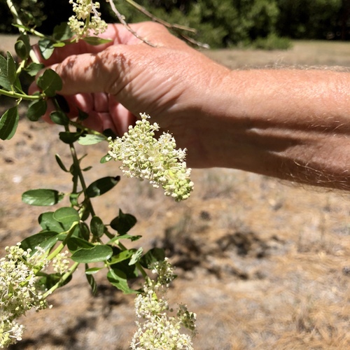iNaturalist observation photo of Ceanothus subg. Ceanothus