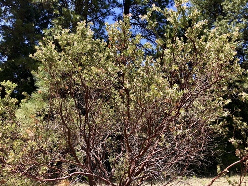 iNaturalist observation photo of Pringle's manzanita