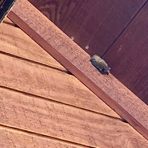 iNaturalist observation photo of Big Brown Bat