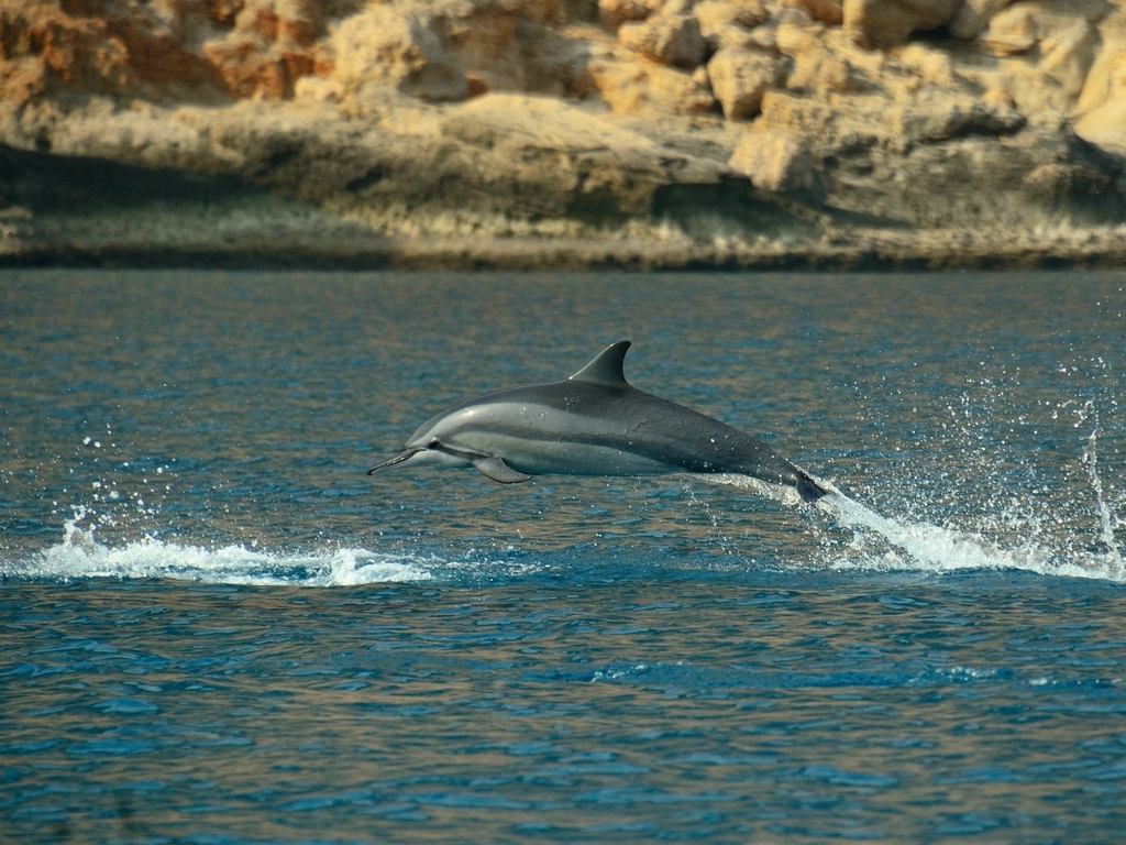 Spinner Dolphin