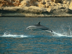 Spinner Dolphin