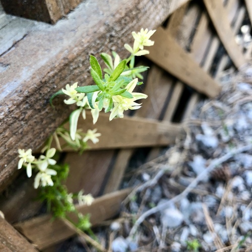 iNaturalist observation photo of Plants