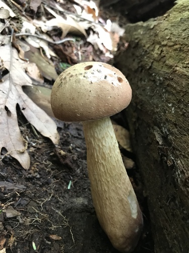 Bitter Bolete