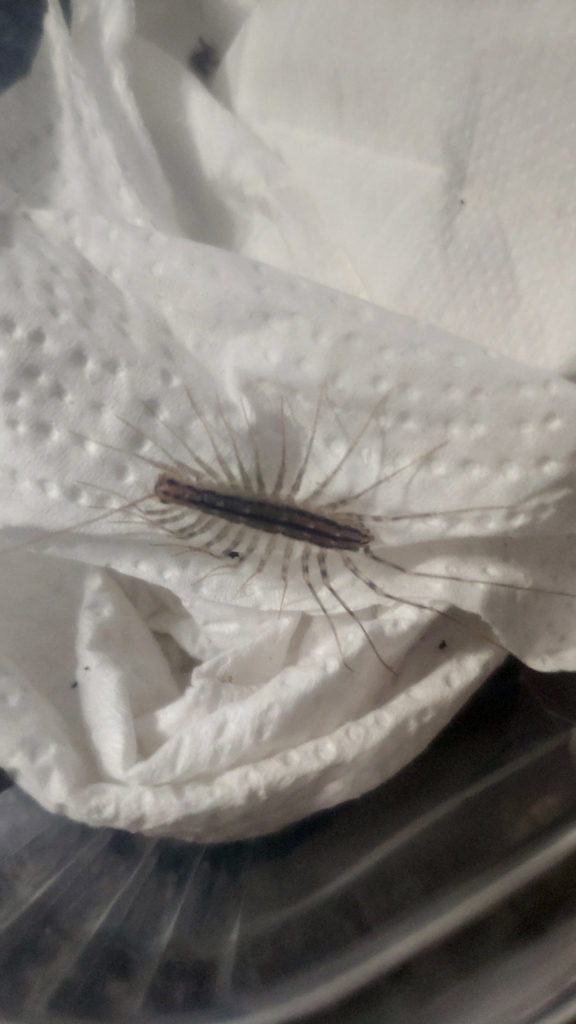 House Centipede from 9700, Portugal on May 07, 2022 by Sébastien ...