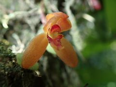 Maxillaria acutifolia image
