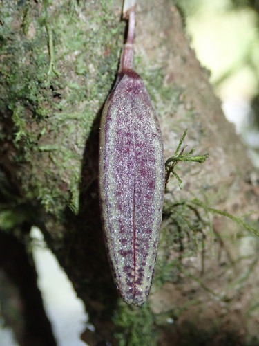 Zootrophion dodsonii