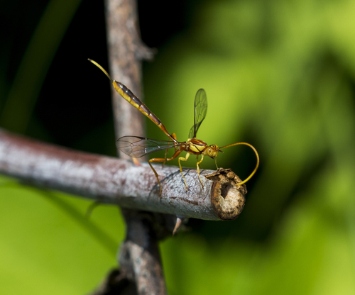 Grotea anguina