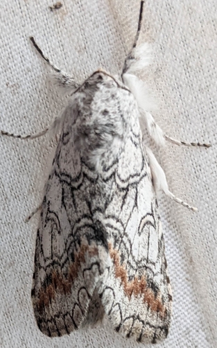 Sericochroa