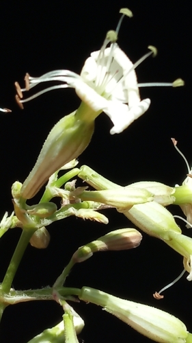 Silene rosulata
