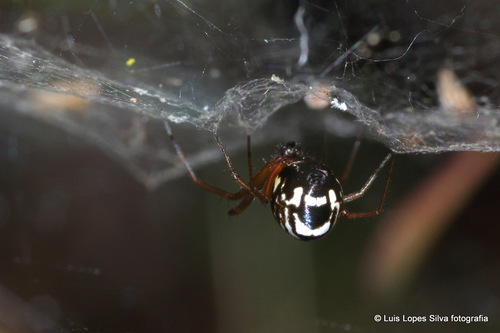 Frontinellina frutetorum