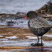 Spotted Redshank - Photo (c) Вадим Ивушкин, all rights reserved, uploaded by Вадим Ивушкин