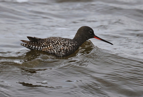 Spotted Redshank