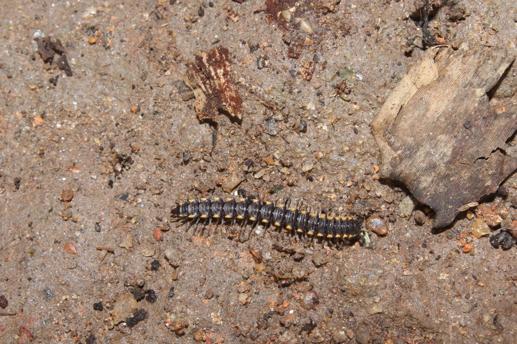 Chondromorpha xanthotricha from Moratuwa, Sri Lanka on May 11, 2022 at ...
