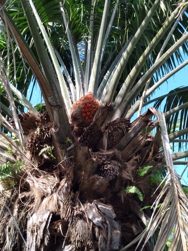 Elaeis oleifera - Whole tree