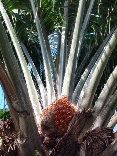 Elaeis oleifera - Leaves