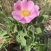 Prairie Rose - Photo (c) anna-adventuring, all rights reserved