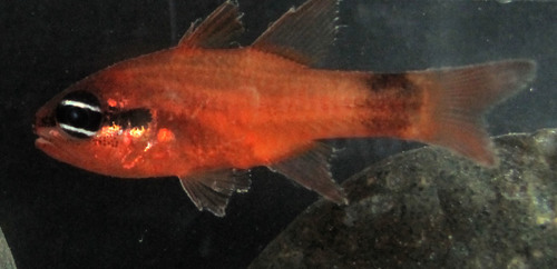 Apogon americanus