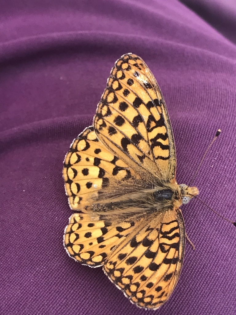 Zerene Fritillary (Fossil Butte National Monument Butterfly