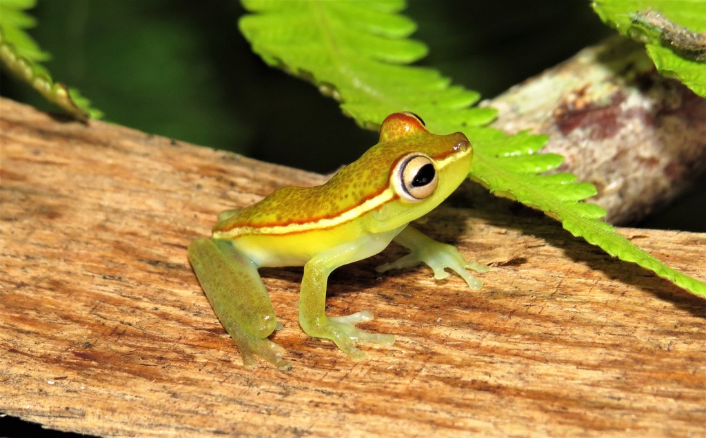 GVA-BCゴジラ2001Frog TreeGVA-BCヘドラFrog Tree GVA-BC Godzilla 2001 Frog Tree（Flame of the Sea Ⅱ