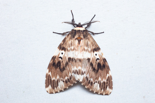 Lymantria barica