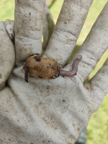 Earshell Slug