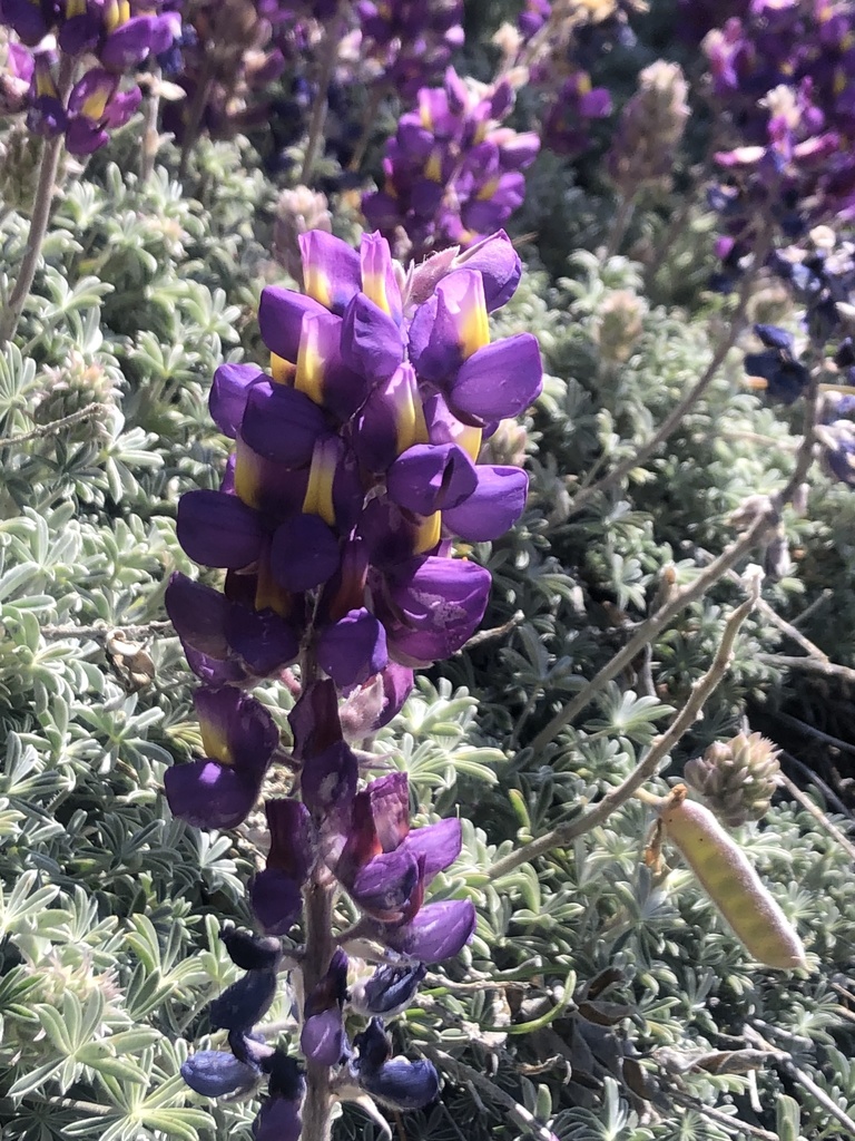Silver bush lupine — flowering stage