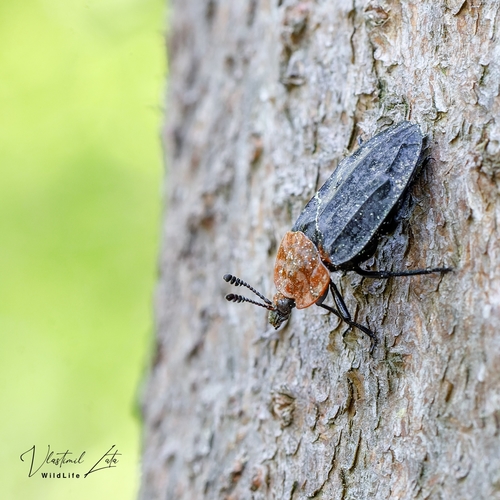 Raudonnugaris maitvabalis nuotrauka