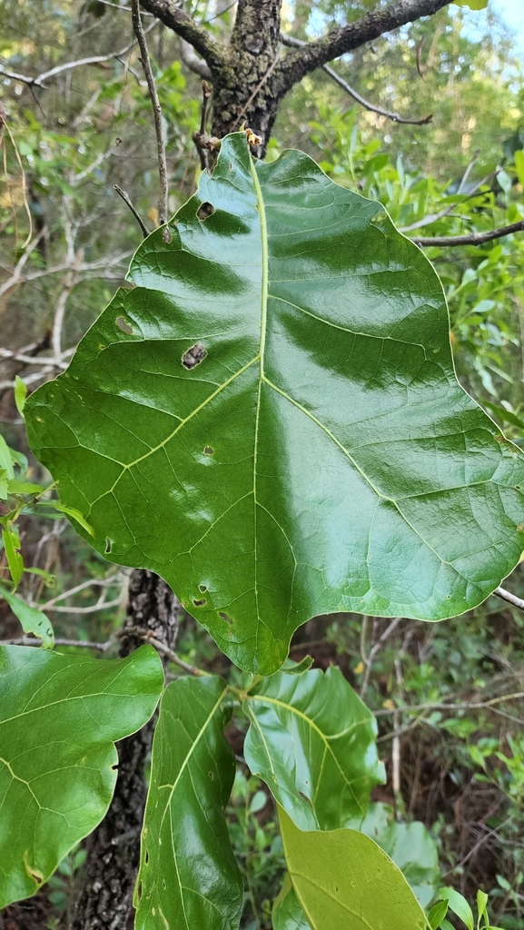 blackjack oak from Okaloosa County, USFL, US on May 11, 2022 at 0601 PM by jaibo1313 · iNaturalist