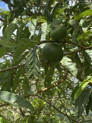 Psidium guajava image