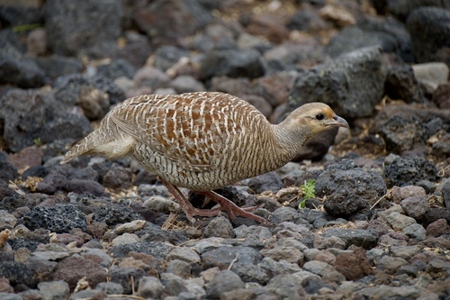 Grey Francolin