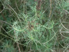 California Sagebrush - Photo (c) NatureShutterbug, all rights reserved, uploaded by Lynn Watson, Santa Barbara