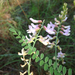 Sandhills Milkvetch - Photo (c) Johnny Wilson, all rights reserved, uploaded by Johnny Wilson