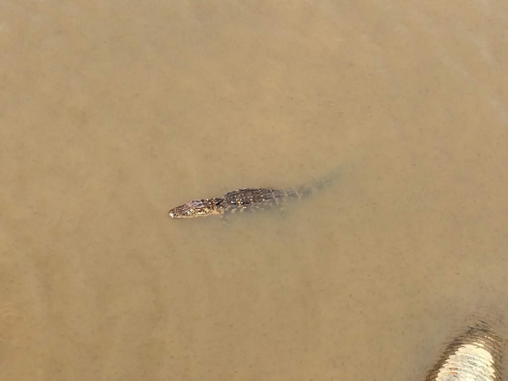 American Alligator from Wheeler National Wildlife Refuge, Decatur, AL
