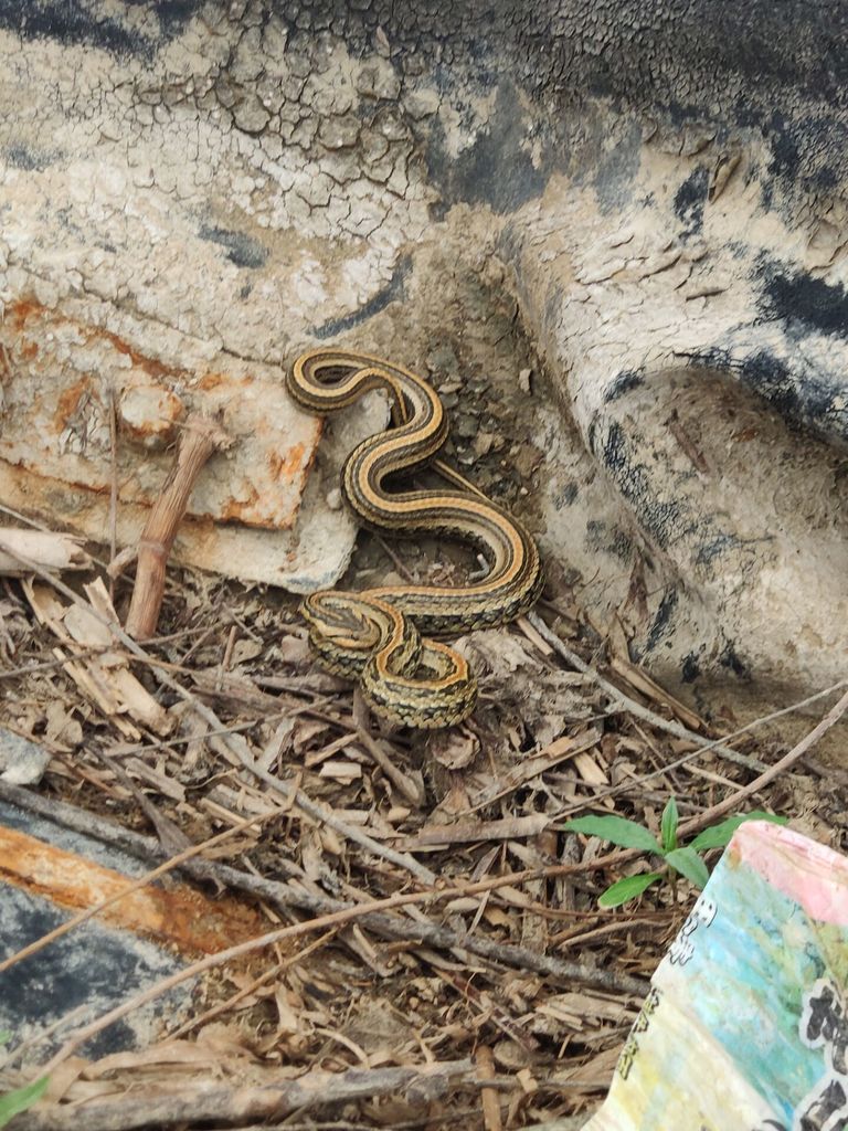 Frog Catching Rat Frog-eating Rat Snake from 中国安徽省合肥市肥东县 on May 11, 2022 at 09:59 AM by ...