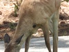 Odocoileus Virginianus Papillomavirus 1 - Photo (c) Al. Morgue, all rights reserved, uploaded by Al. Morgue