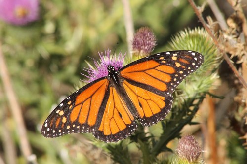 iNaturalist observation photo of Monarch