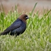 Brown-headed Cowbird - Photo (c) sdrov, all rights reserved, uploaded by sdrov
