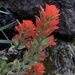 Littoral Paintbrush - Photo (c) Carson, all rights reserved, uploaded by Carson
