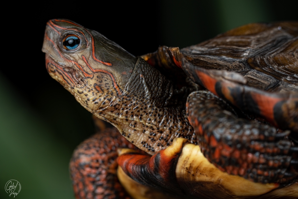 Painted Wood Turtle from 84JH+3PF, Jutiapa, Guatemala on May 1, 2022 at ...