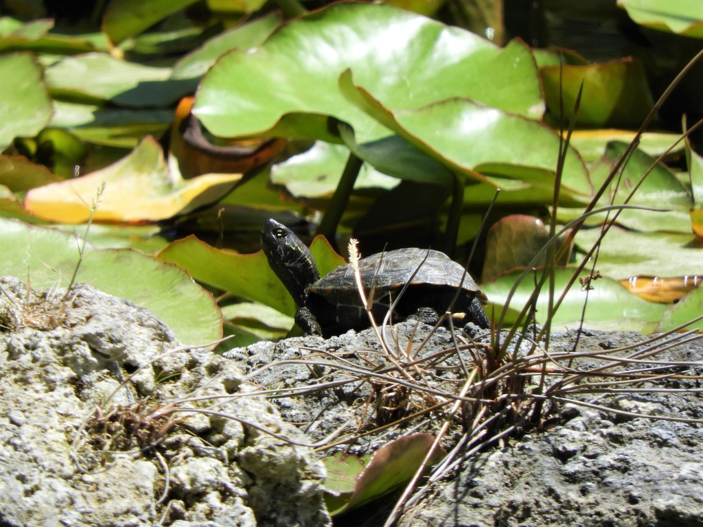 Chinese Pond Turtle in May 2022 by jorgejuanrueda · iNaturalist