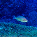 Trindade Parrotfish - Photo (c) Luiz Rocha, all rights reserved, uploaded by Luiz Rocha