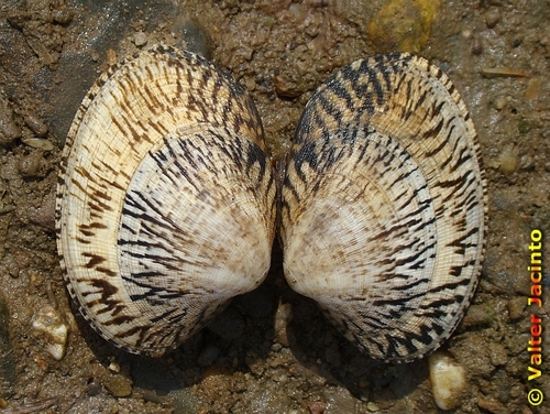Pullet Carpet Shell