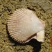 Scallops and Allies - Photo (c) Valter Jacinto, all rights reserved