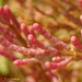 Salicornia ramosissima - Photo (c) Valter Jacinto, todos los derechos reservados