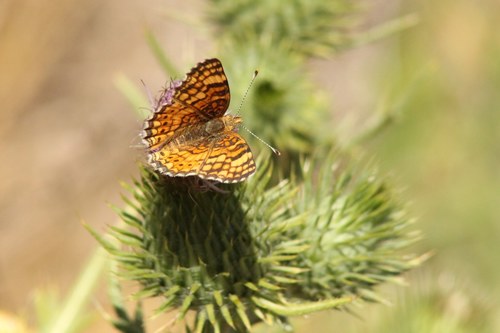 iNaturalist observation photo of Mylitta Crescent