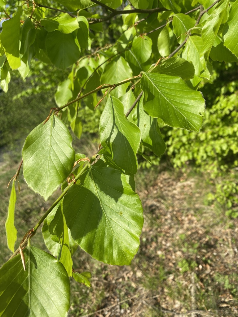 European beech from Strachocin, Stronie Śląskie, Dolnośląskie, PL on ...