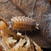 Proporcellio vulcanius - Photo (c) Gaston Andres del Pino, all rights reserved, uploaded by Gaston Andres del Pino
